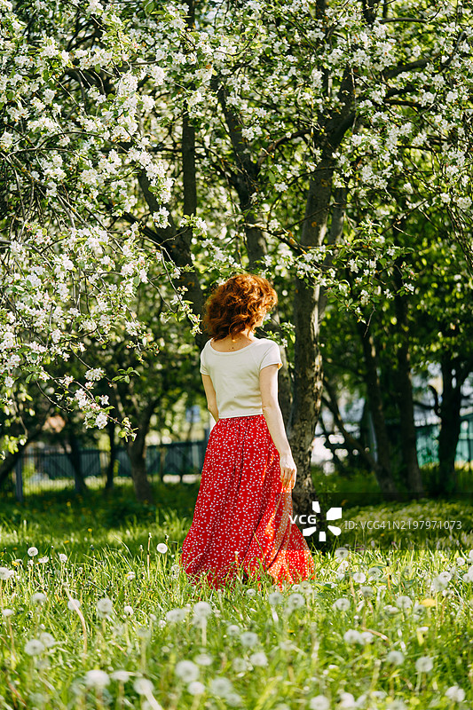 穿着红色裙子的女人走过盛开的果园图片素材