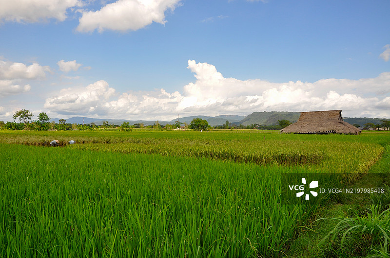 稻田风景图片素材
