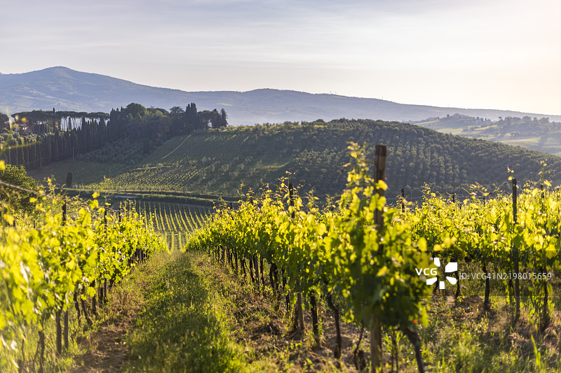 葡萄园图片素材