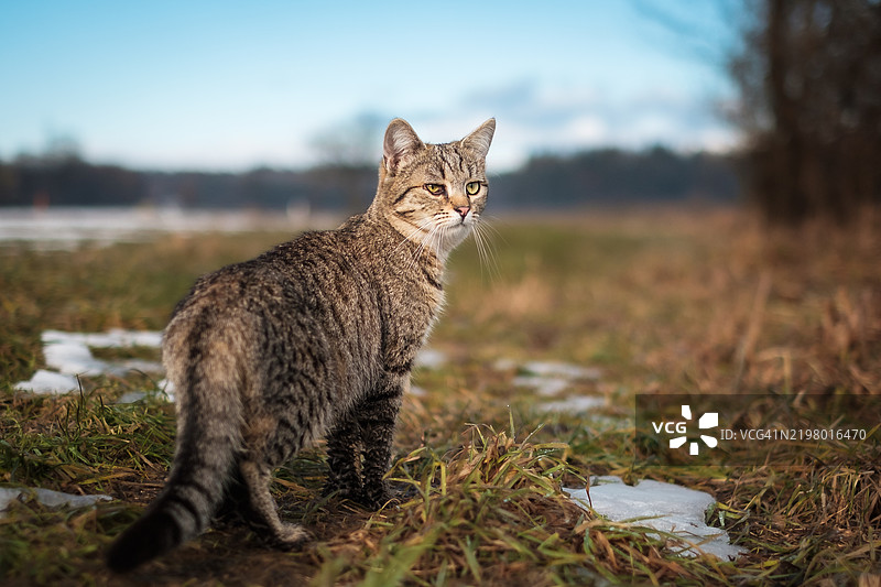 奥地利普雷丁田野上的猫肖像图片素材