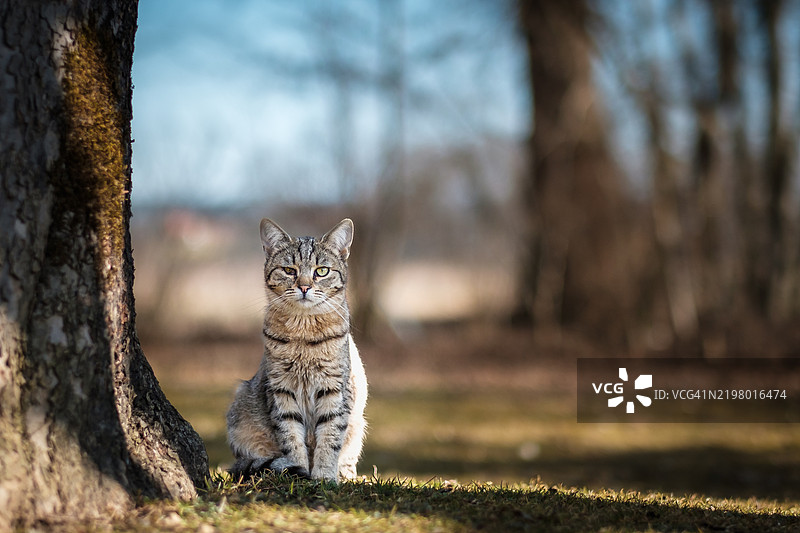 坐在田野上的猫的肖像，普雷丁，奥地利图片素材