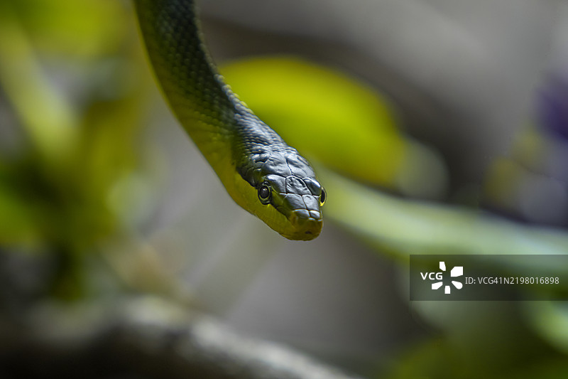 毒蛇特写图片素材