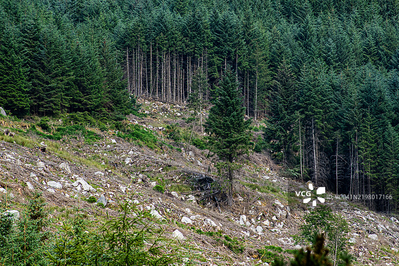 森林中生长的树木图片素材