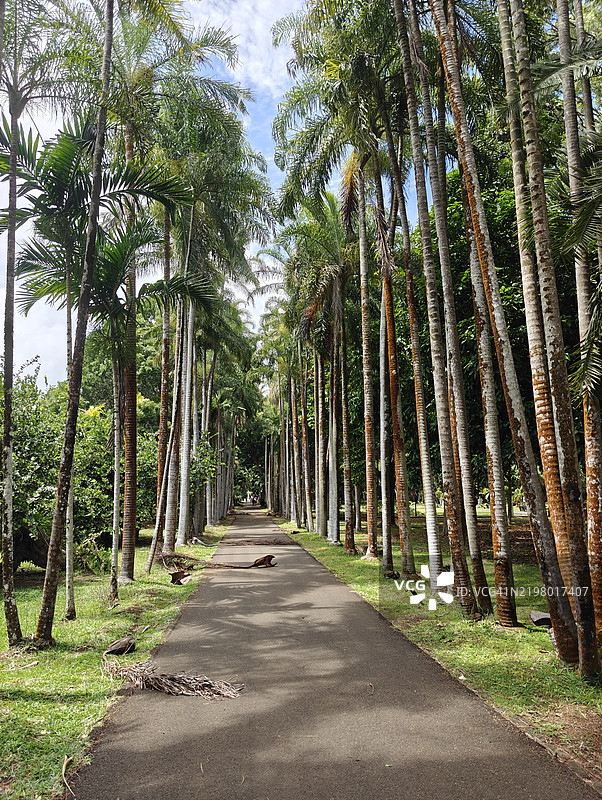 毛里求斯沿树木的空旷道路图片素材