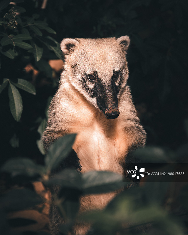 熊的特写肖像图片素材