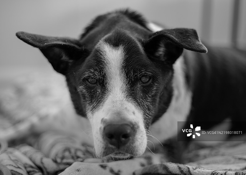 狗的特写肖像，纽约州蒙蒂塞洛，美国图片素材