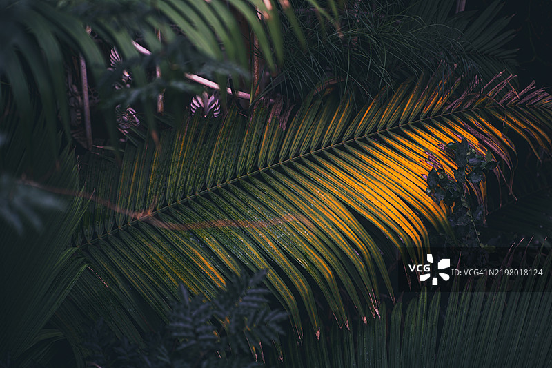 棕榈树特写，英国里士满图片素材