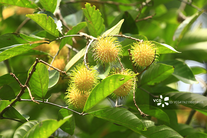 鲜艳的E-35红毛丹品种盛开状态图片素材