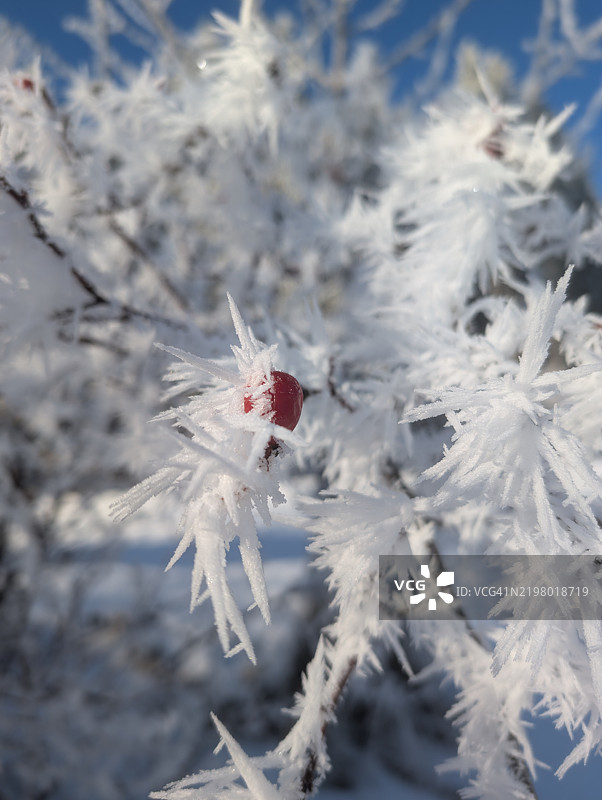 德国的冰冻植物特写图片素材
