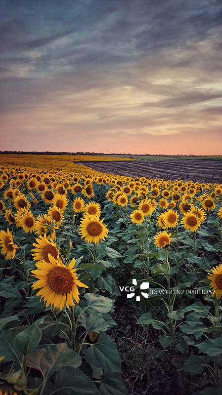 日落时分，向日葵田与天空的美丽景色图片素材