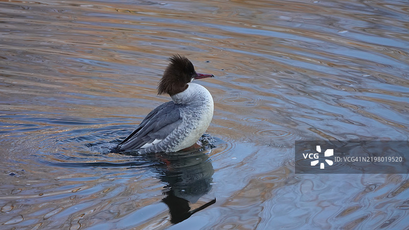 湖中游泳的普通秋沙鸭特写镜头图片素材
