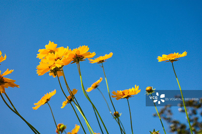 低角度视图的黄色花卉植物与蓝天，苏州，江苏，中国图片素材