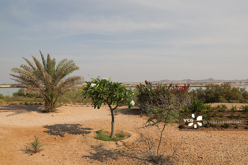 阿布扎比的巴尼亚斯岛图片素材