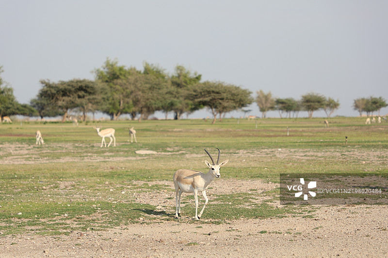 阿布扎比的巴尼亚斯岛图片素材