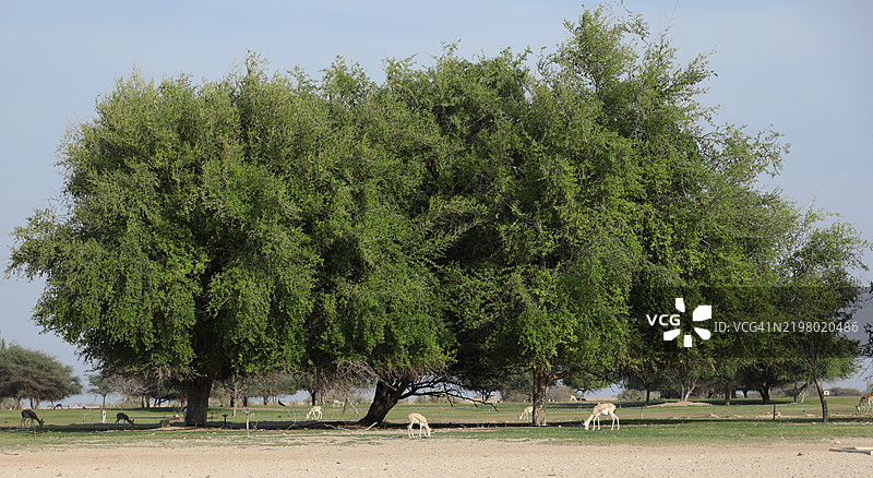 阿布扎比的巴尼亚斯岛图片素材