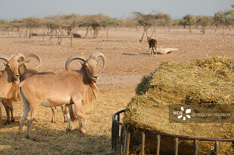 阿布扎比的巴尼亚斯岛图片素材