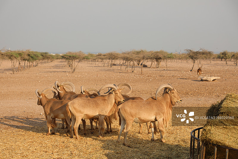 阿布扎比的巴尼亚斯岛图片素材