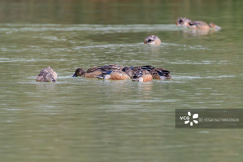 一群鸭子在宁静的池塘上聚集图片素材