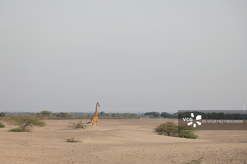 阿布扎比的巴尼亚斯岛图片素材