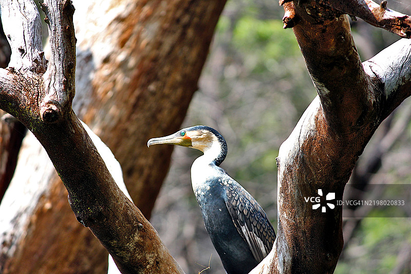 雄伟的鸬鹚在克鲁格国家公园的肖像图片素材