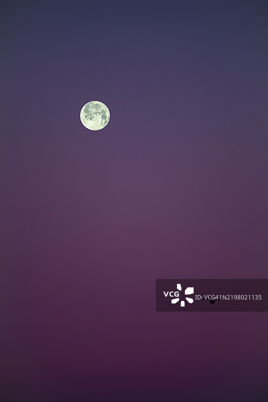 黄昏时分，明亮的满月在晴朗的天空中俯瞰着一只孤独飞翔的鸟。图片素材