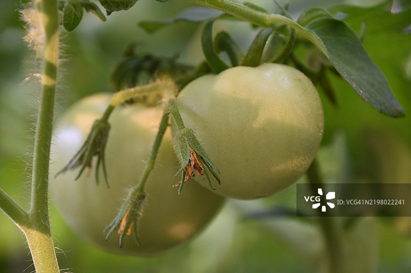 在美国马萨诸塞州诺威尔的花园中生长的牛排番茄藤图片素材