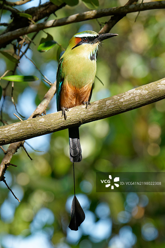 青眉动鸮图片素材