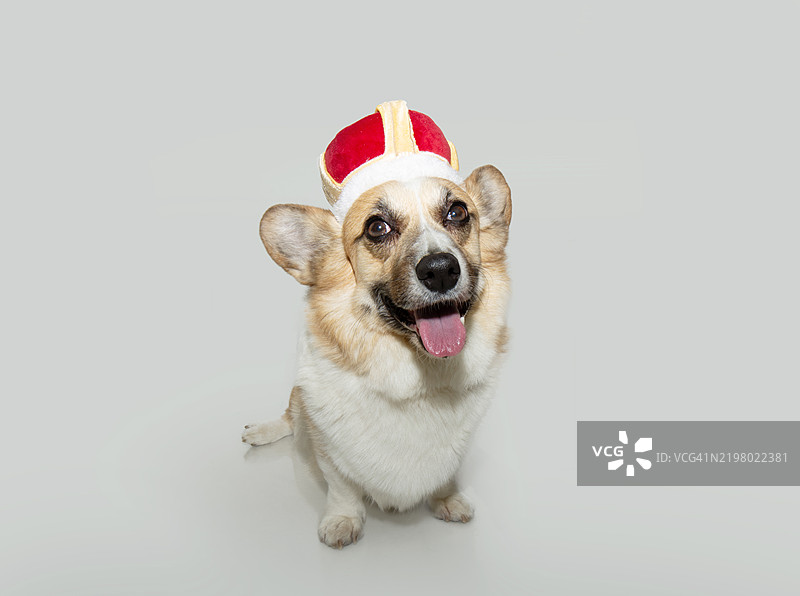 庆祝狂欢节的彭布罗克威尔士柯基犬，或三位戴着王冠、面带快乐表情的智者，背景为白色。图片素材