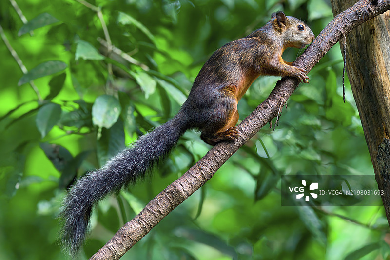 变色松鼠(Sciurus variegatoides)在树枝上攀爬,哥斯达黎加,中美洲图片素材