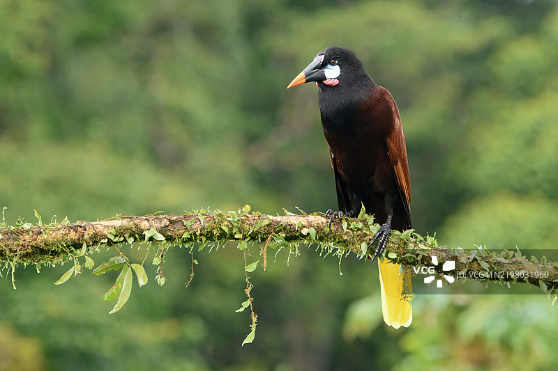蒙特祖马乌鸦（Psarocolius Montezuma）栖息在树枝上，哥斯达黎加，中美洲图片素材