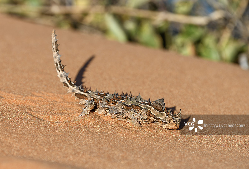 刺龙蜥（Moloch horridus），弗朗索瓦·佩龙国家公园，沙克湾，西澳大利亚州，澳大利亚，大洋洲图片素材