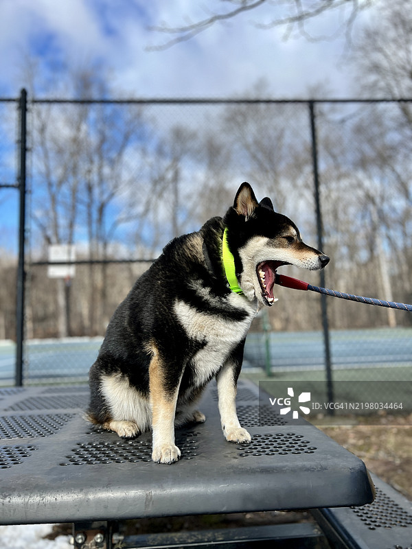 坐在桌子上的柴犬打哈欠图片素材