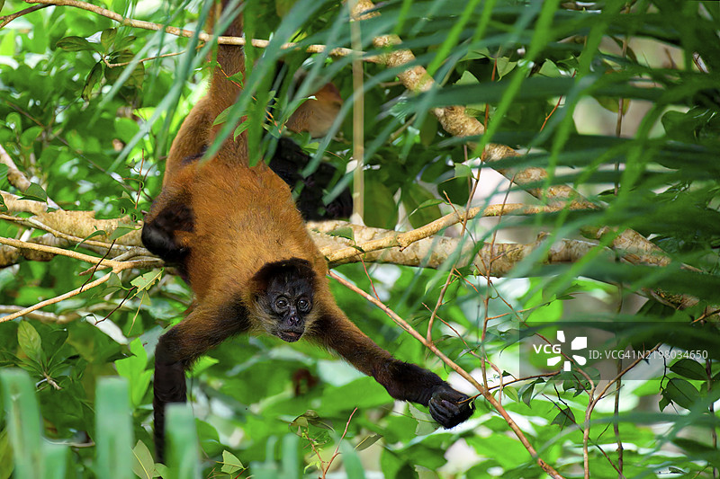 披肩吼猴（Alouatta palliata）悬挂在树上，哥斯达黎加，中美洲图片素材