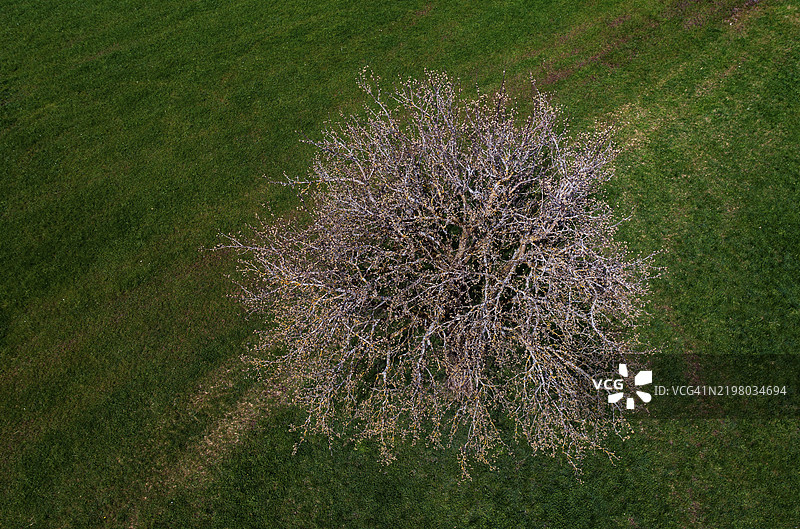 无人机拍摄的图像，单棵果树矗立在草地上，蒙德湖地区，萨尔茨卡默古特，上奥地利，奥地利，欧洲图片素材