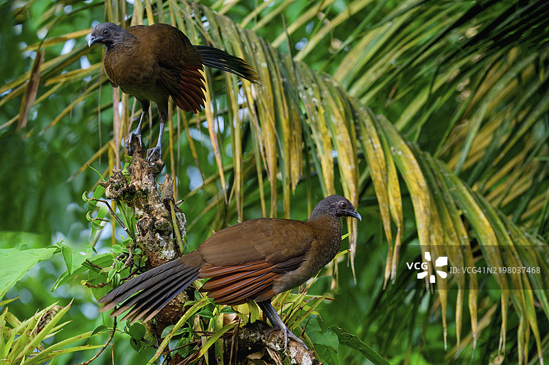 两只灰头查查卡（Ortalis cinereiceps）栖息在树枝上，哥斯达黎加，中美洲图片素材