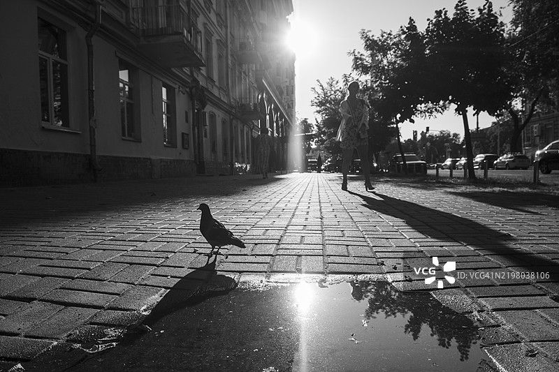 鸽子在阳光明媚的街道上探索，水洼中映出倒影，享受宁静的午后散步。图片素材