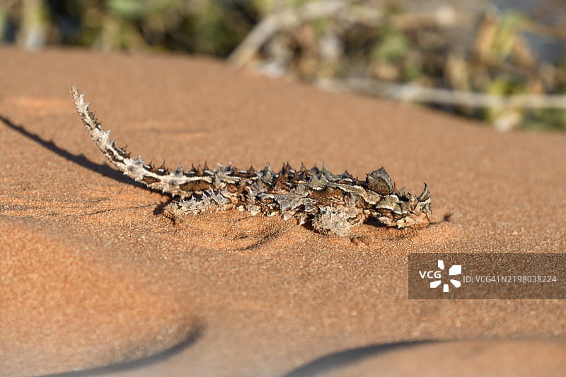 刺龙蜥（Moloch horridus），弗朗索瓦·佩龙国家公园，沙克湾，西澳大利亚州，澳大利亚，大洋洲图片素材
