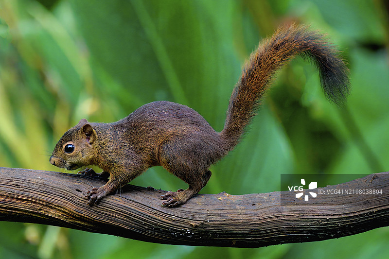 变色松鼠（Sciurus variegatoides）在树枝上攀爬，哥斯达黎加，中美洲图片素材