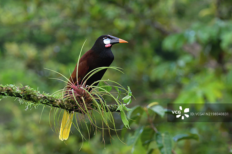 蒙特祖马乌鸦(Psarocolius Montezuma)栖息在树枝上,哥斯达黎加,中美洲图片素材