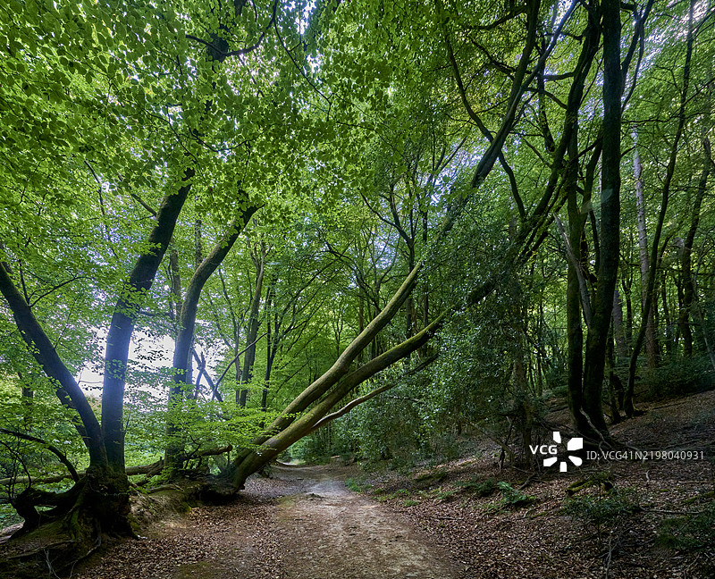 英格兰萨里山的夏季乡村森林。图片素材