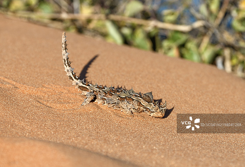 刺龙蜥（Moloch horridus），弗朗索瓦·佩龙国家公园，沙克湾，西澳大利亚州，澳大利亚，大洋洲图片素材