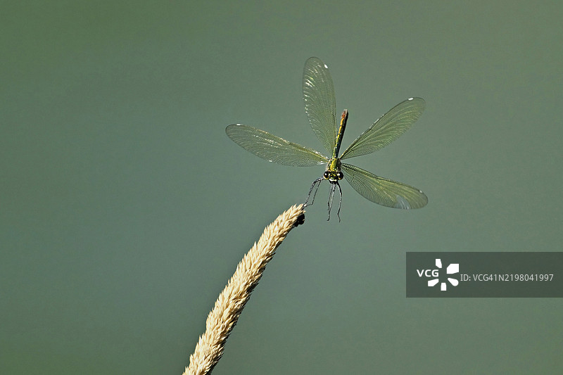 带纹美丽蜻蜓（Calopteryx splendens），雌性接近一片草叶，瑞士，欧洲图片素材