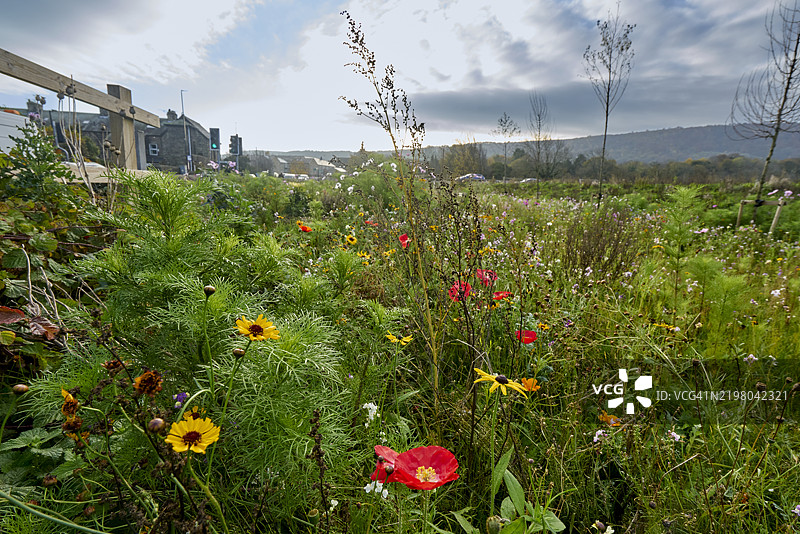 约克郡沼泽。南约克郡。英格兰，英国图片素材