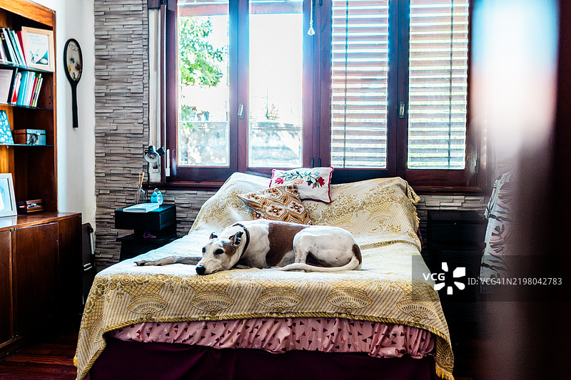狗躺在家里的床上图片素材
