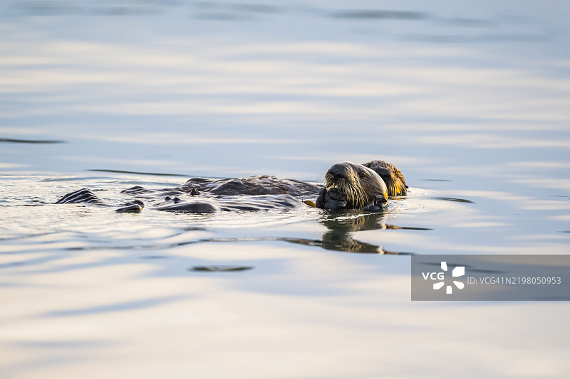 海獺（Enhydra lutris），加利福尼亚州蒙特雷湾图片素材
