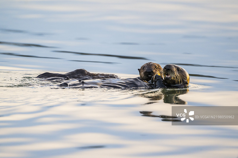 海獺（Enhydra lutris），加利福尼亚州蒙特雷湾图片素材