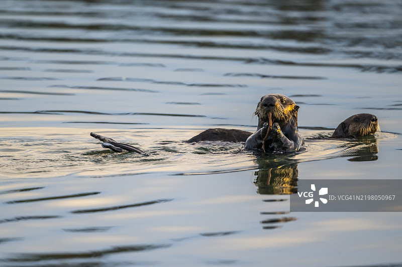 海獺（Enhydra lutris），加利福尼亚州蒙特雷湾图片素材