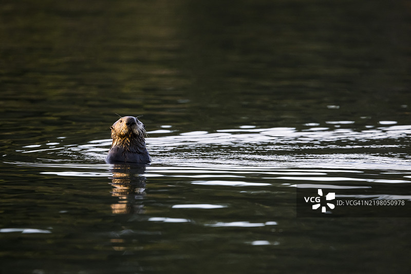 海獺（Enhydra lutris），加利福尼亚州蒙特雷湾图片素材