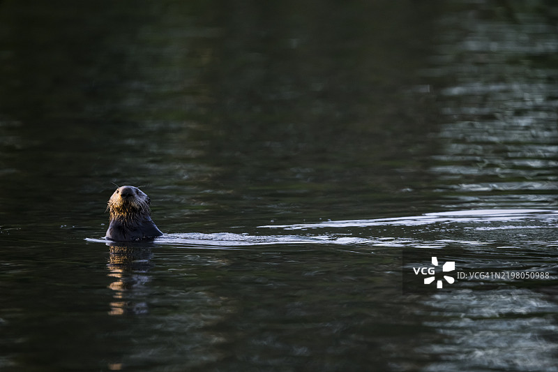 海獺（Enhydra lutris），加利福尼亚州蒙特雷湾图片素材
