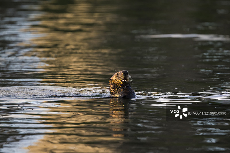 海獺（Enhydra lutris），加利福尼亚州蒙特雷湾图片素材